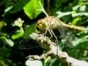 Sympetrum striolatum